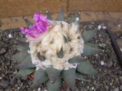 Ariocarpus confusus PP 420 Aramberi NL květináč 12 cm Cites IA - 12410127