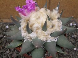 Ariocarpus confusus PP 420 Aramberi NL květináč 12 cm Cites IA - 12410128