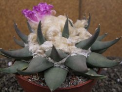 Ariocarpus confusus PP 420 Aramberi NL květináč 12 cm Cites IA - 12410129