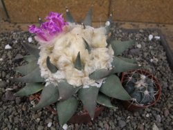 Ariocarpus confusus PP 420 Aramberi NL květináč 12 cm Cites IA - 12410133