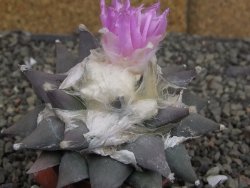 Ariocarpus confusus PP 420 Aramberi NL 9 cm Cites IA - 12410135