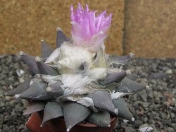 Ariocarpus confusus PP 420 Aramberi NL 9 cm Cites IA - 12410136