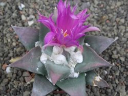 Ariocarpus confusus PP 420 Aramberi NL 8 cm Cites IA - 12410143