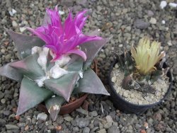 Ariocarpus confusus PP 420 Aramberi NL 8 cm Cites IA - 12410146