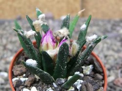 Ariocarpus agavoides pot 5,5 cm cites IA - 12410152
