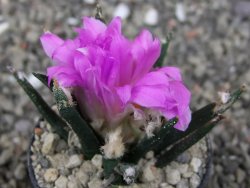 Ariocarpus agavoides pot 5,5 cm cites IA - 12410153