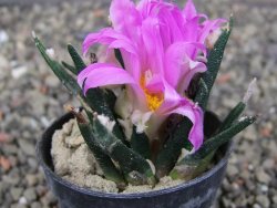 Ariocarpus agavoides pot 5,5 cm cites IA - 12410158