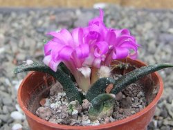 Ariocarpus agavoides pot 5,5 cm cites IA - 12410162