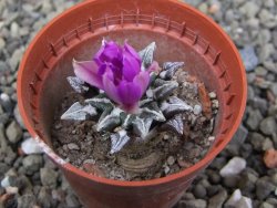 Ariocarpus kotschoubeyanus elephantidens Vista Hermosa pot 5,5 cm