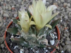 Ariocarpus trigonus elongatus San Antonio 5,5 cm - 12410167