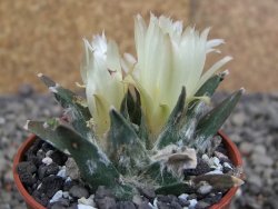 Ariocarpus trigonus elongatus San Antonio 5,5 cm