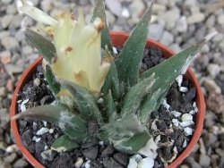 Ariocarpus trigonus elongatus San Antonio 5,5 cm - 12410171