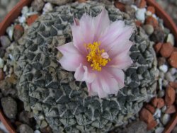 Ariocarpus kotschoubeyanus albiflorus Tula pot 6,5 cm - 12410174