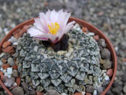 Ariocarpus kotschoubeyanus albiflorus Tula pot 6,5 cm - 12410176