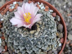 Ariocarpus kotschoubeyanus albiflorus Tula pot 6,5 cm - 12410177