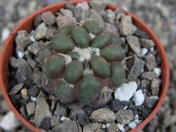 Cintia knizeii pot 5,5 cm - 12410178