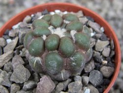 Cintia knizeii pot 5,5 cm - 12410181