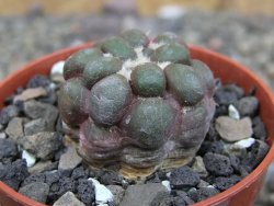 Cintia knizeii pot 5,5 cm - 12410183