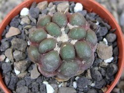 Cintia knizeii pot 5,5 cm - 12410184