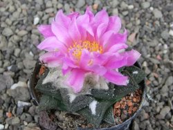 Ariocarpus fissuratus intermedius, pot 5,5 cm