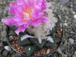 Ariocarpus fissuratus intermedius, pot 5,5 cm - 12410190