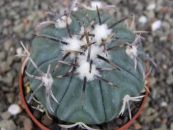 Echinocactus horizonthalonius KMR 21 Huizache 900m, pot 6,5 cm - 12410197