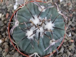 Echinocactus horizonthalonius KMR 21 Huizache 900m, pot 6,5 cm - 12410198