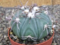 Echinocactus horizonthalonius KMR 21 Huizache 900m, pot 6,5 cm - 12410200
