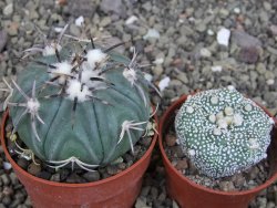 Echinocactus horizonthalonius KMR 21 Huizache 900m, pot 6,5 cm - 12410202
