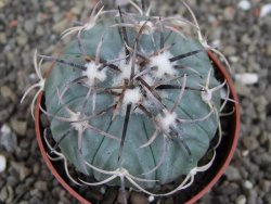 Echinocactus horizonthalonius KMR 21 Huizache 900m, pot 6,5 cm - 12410203