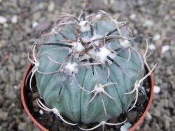 Echinocactus horizonthalonius KMR 21 Huizache 900m, pot 6,5 cm - 12410205