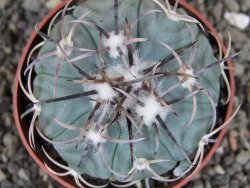 Echinocactus horizonthalonius KMR 21 Huizache 900m, pot 6,5 cm - 12410206