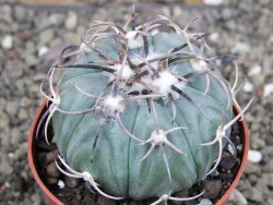 Echinocactus horizonthalonius KMR 21 Huizache 900m, pot 6,5 cm - 12410207