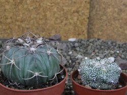 Echinocactus horizonthalonius KMR 21 Huizache 900m, pot 6,5 cm - 12410208