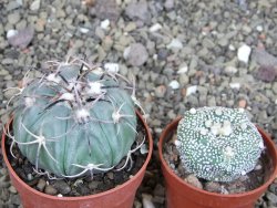 Echinocactus horizonthalonius KMR 21 Huizache 900m, pot 6,5 cm - 12410209