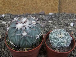 Echinocactus horizonthalonius KMR 21 Huizache 900m, pot 6,5 cm - 12410215