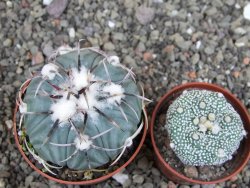 Echinocactus horizonthalonius KMR 21 Huizache 900m, pot 6,5 cm - 12410216