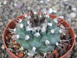 Turbinicarpus swobodae, pot 6,5 cm cites IA - 12410217