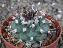 Turbinicarpus swobodae, pot 6,5 cm cites IA - 12410219