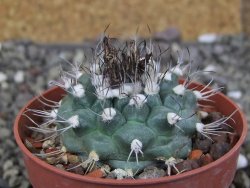 Turbinicarpus swobodae, pot 6,5 cm cites IA - 12410221