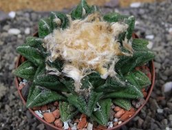 Ariocarpus fissuratus hintonii Matehuala XXL pot 8 cm - 12410224