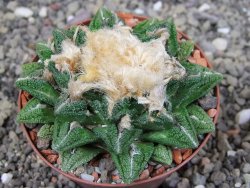 Ariocarpus fissuratus hintonii Matehuala XXL pot 8 cm - 12410225
