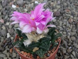 Ariocarpus fissuratus hintonii Matehuala pot 5,5 cm Cites IA