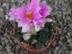 Ariocarpus fissuratus hintonii Matehuala pot 5,5 cm Cites IA - 12410233