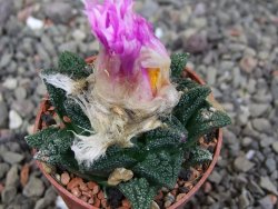 Ariocarpus fissuratus hintonii Matehuala pot 5,5 cm Cites IA - 12410235