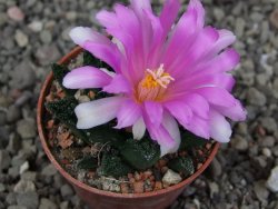 Ariocarpus fissuratus hintonii Matehuala pot 5,5 cm Cites IA DUPLIKÁT - 12410237