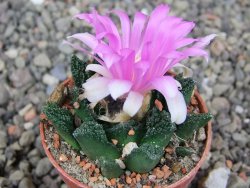 Ariocarpus fissuratus hintonii Matehuala pot 5,5 cm Cites IA DUPLIKÁT - 12410239