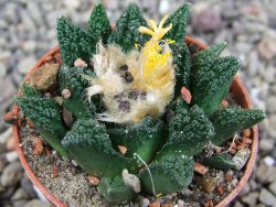 Ariocarpus fissuratus hintonii Matehuala pot 5,5 cm Cites IA DUPLIKÁT - 12410241