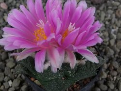 Ariocarpus fissuratus, pot 5,5 cm Cites IA - 12410245