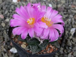 Ariocarpus fissuratus, pot 5,5 cm Cites IA